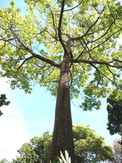 Ceiba pentandra Kapok Tree, Cotton Tree, Suma